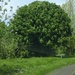 Horse chestnut tree  by arthurclark