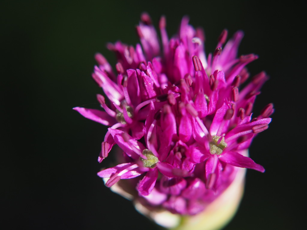 Allium flower by jacqbb