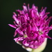 Allium flower by jacqbb