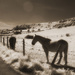 Sepia Horses by fbailey