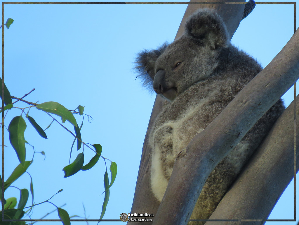 home safe by koalagardens