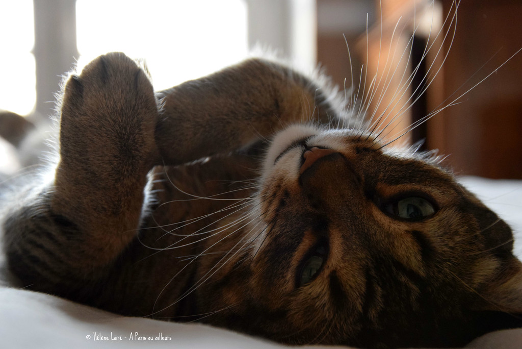 whiskers & paws by parisouailleurs