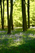 14th May 2019 - Bluebell Wood