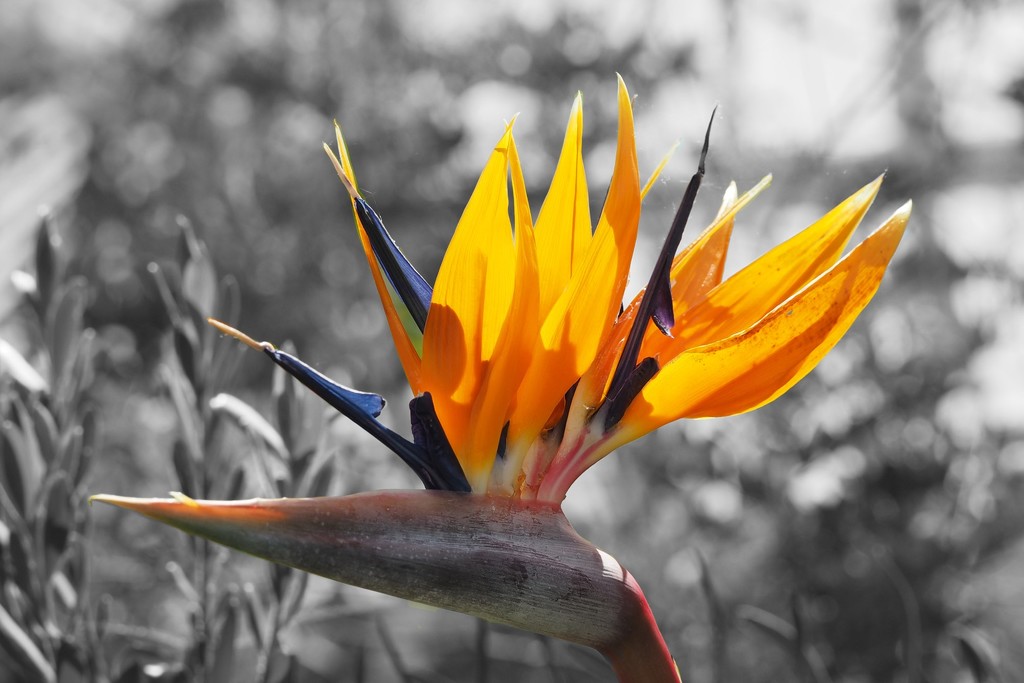 Bird of Paradise flower by bizziebeeme
