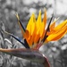 Bird of Paradise flower by bizziebeeme