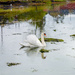 Swan by elisasaeter
