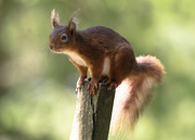 14th May 2019 - Red Squirrel 