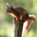 Red Squirrel  by shepherdmanswife
