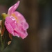May Half and Half - Nature, Pink Camelia by nicolecampbell