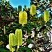 Yellow Banksia Flowers ~   by happysnaps