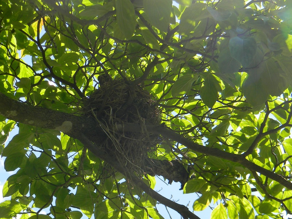 Robin in Nest in tree  by sfeldphotos
