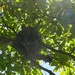 Robin in Nest in tree  by sfeldphotos