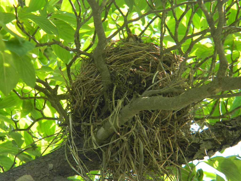 Robin's Head Peeping out of Nest by sfeldphotos