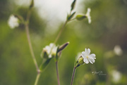 14th May 2019 - White Campion