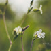 White Campion by janetb