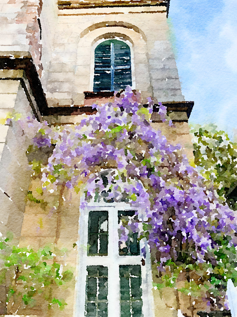  Wisteria in Old Charleston by congaree