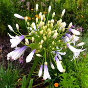 14th May 2019 - Nile Blue Lily (Agapanthus)