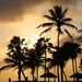 Sunset Palms by pdulis