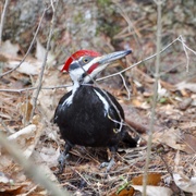 26th Apr 2019 - Pileated Woodpecker