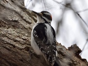 24th Apr 2019 - Hairy Woodpecker