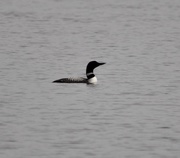 21st Apr 2019 - First loon Sighting of the Year