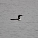First loon Sighting of the Year by frantackaberry