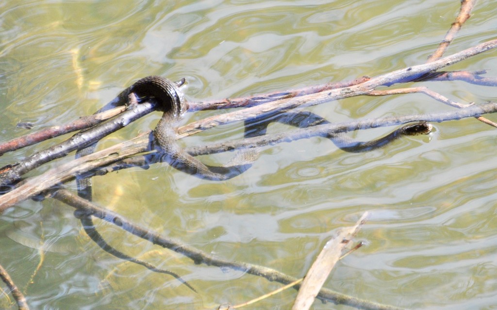 Water Snake was Out and About Already by frantackaberry