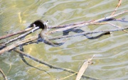 18th Apr 2019 - Water Snake was Out and About Already