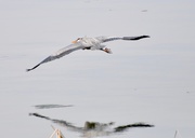 12th Apr 2019 - Great Blue Heron's are Back