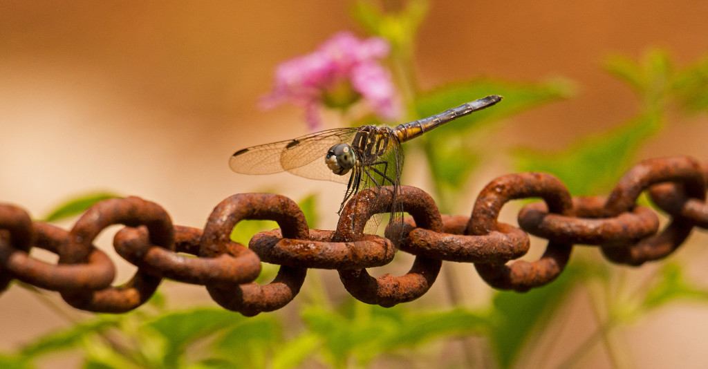 Dragonfly and the Chain! by rickster549
