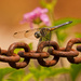 Dragonfly and the Chain! by rickster549