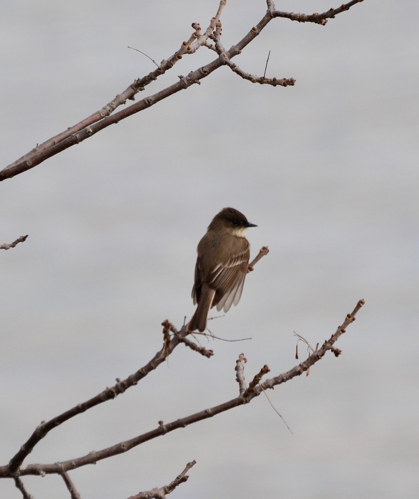 Eastern Phoebe by frantackaberry