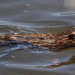 Signs of Spring - Muskrat! by frantackaberry