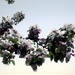 Blooming Tree by randy23
