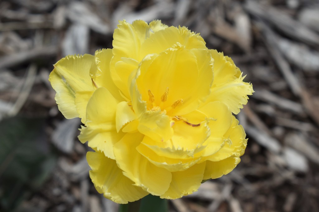 Double Yellow Tulip by sandlily