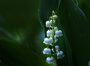 14th May 2019 - Lily of the Valley