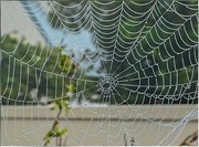 15th May 2019 - My first spider web!