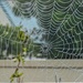 My first spider web! by ludwigsdiana