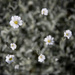 Blooming by tina_mac