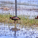 white-faced ibis by aecasey