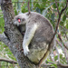 not going nowhere by koalagardens