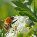 Tawny Mining Bee by philhendry