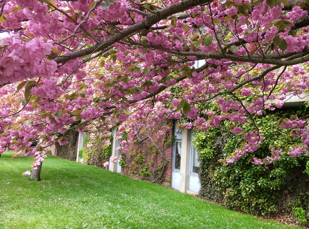 More Spring Colors by radiodan