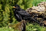 15th May 2019 - BEDRAGGLED BLACKBIRD