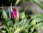 15th May 2019 - Rose Buds