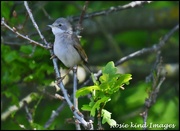 15th May 2019 - Whitethroat