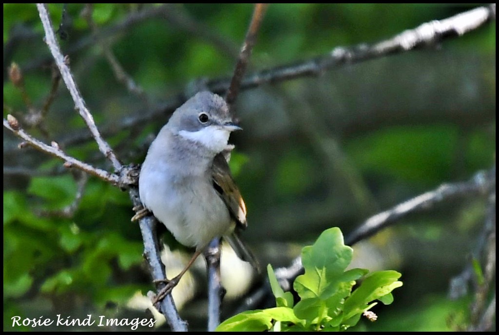 Whitethroat another pose by rosiekind