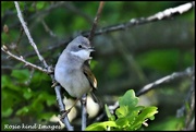 15th May 2019 - Whitethroat another pose
