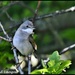 Whitethroat another pose by rosiekind