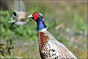15th May 2019 - Clever pheasant